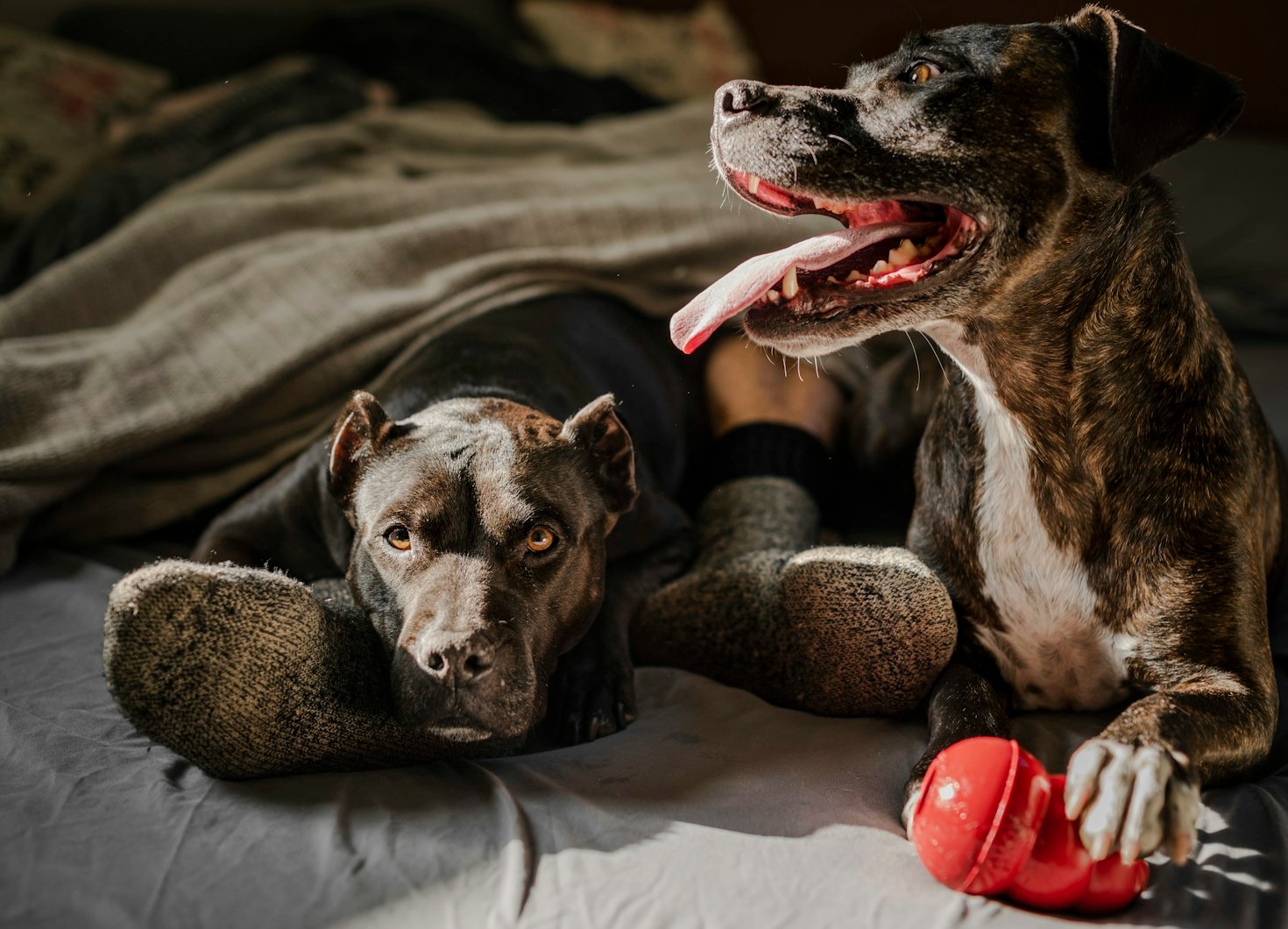 La importancia de los santuarios para perros rescatados