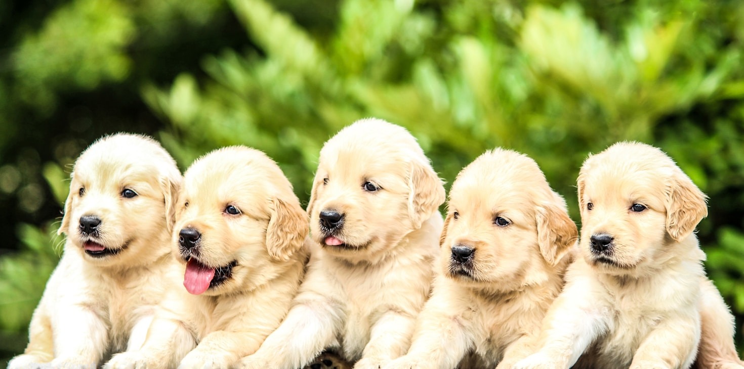 Historias conmovedoras de adopciones exitosas