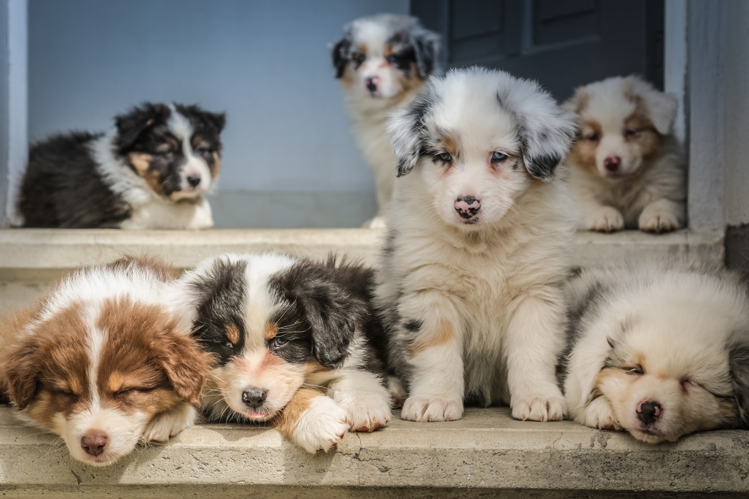 Beneficios de adoptar un perro rescatado