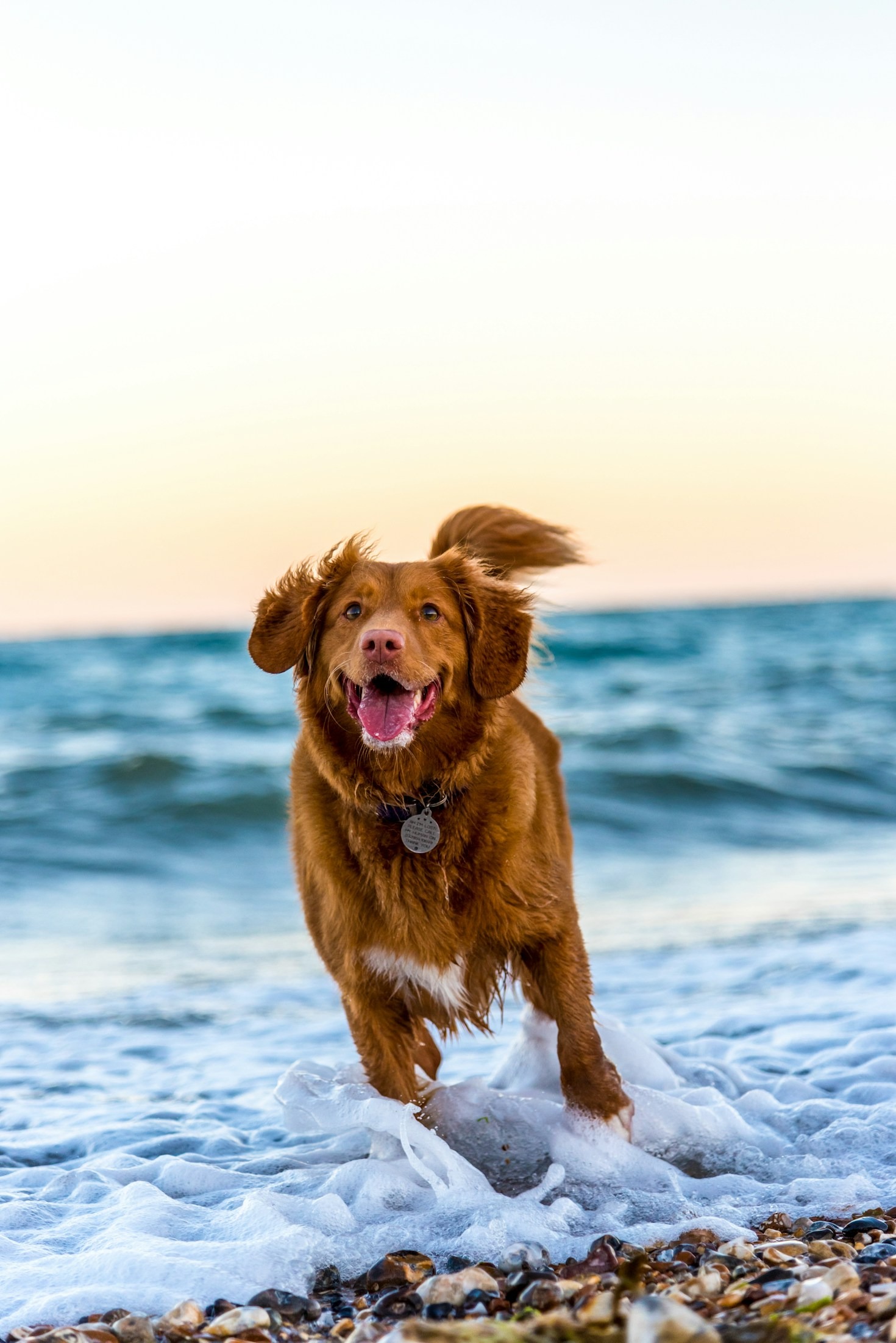 Consejos para preparar tu hogar para un nuevo perro